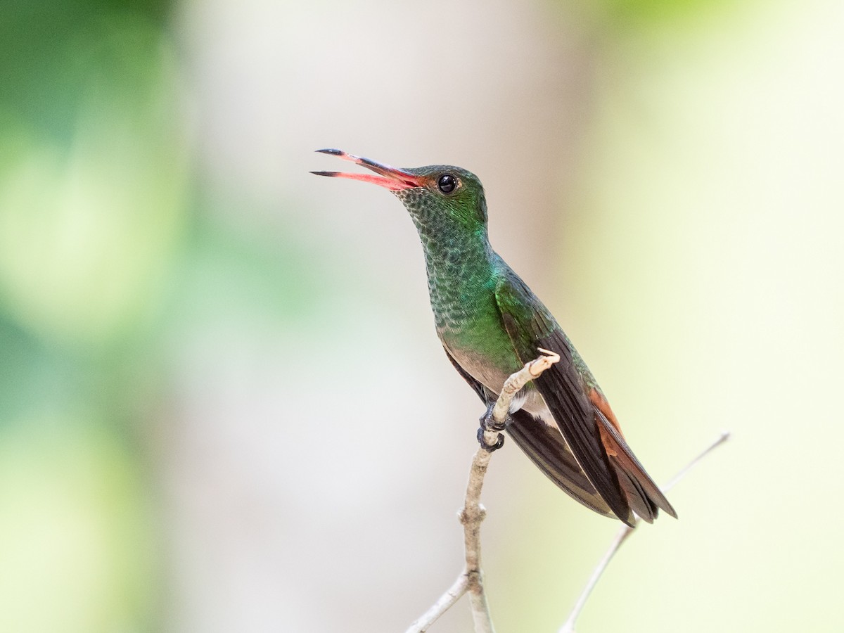 Rufous-tailed Hummingbird - ML308639411