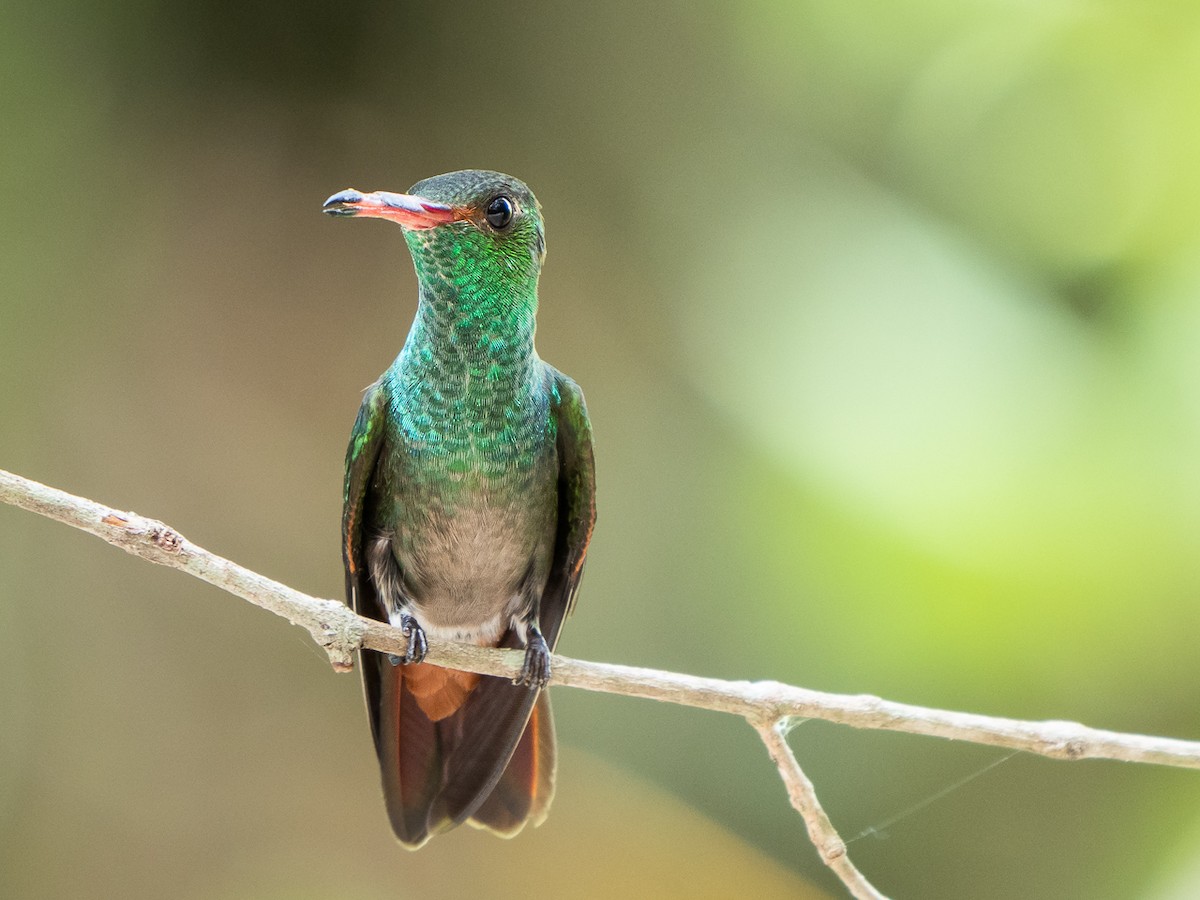 Rufous-tailed Hummingbird - ML308639451