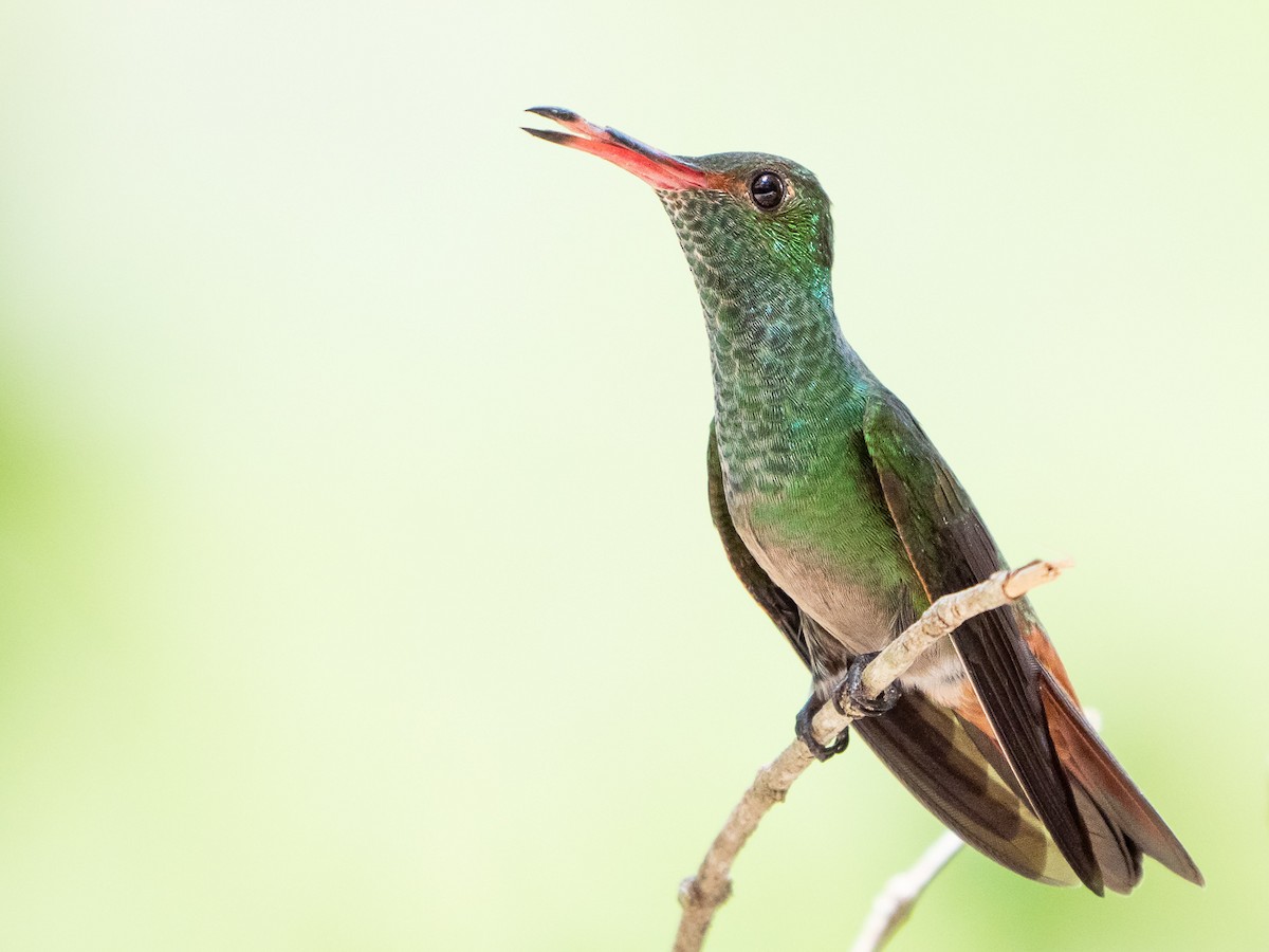Rufous-tailed Hummingbird - ML308639481