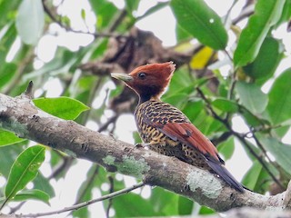  - Rufous-headed Woodpecker