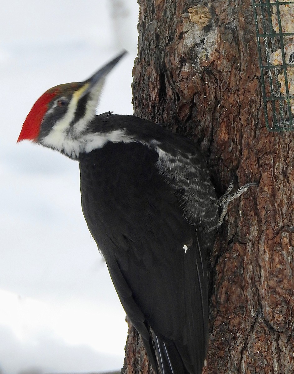 Pileated Woodpecker - Anne Burnette