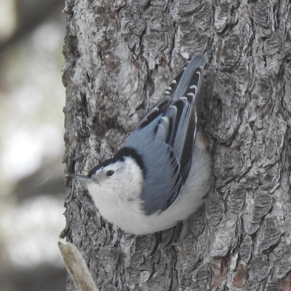 White-breasted Nuthatch - ML308645601