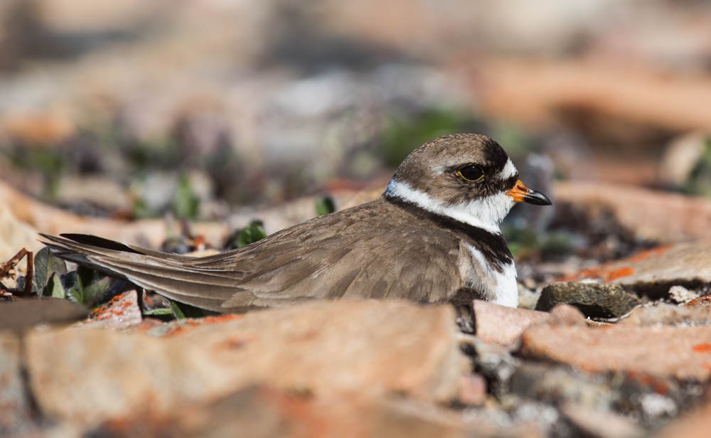 Semipalmated Plover - ML30864611