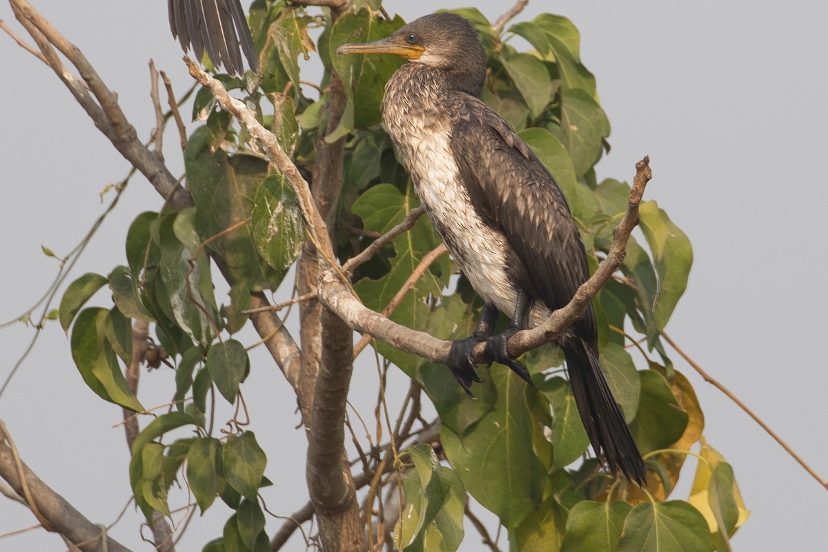 Indian Cormorant - ML308648791