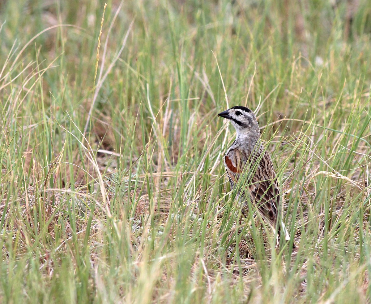 Thick-billed Longspur - ML30865221