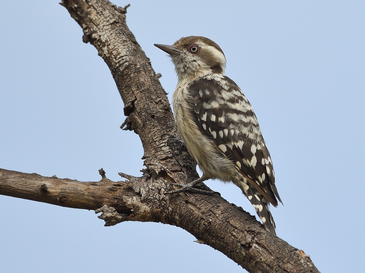 Brown-capped Pygmy Woodpecker - Yungipicus nanus - Birds of the World