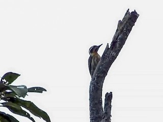  - Sulu Pygmy Woodpecker