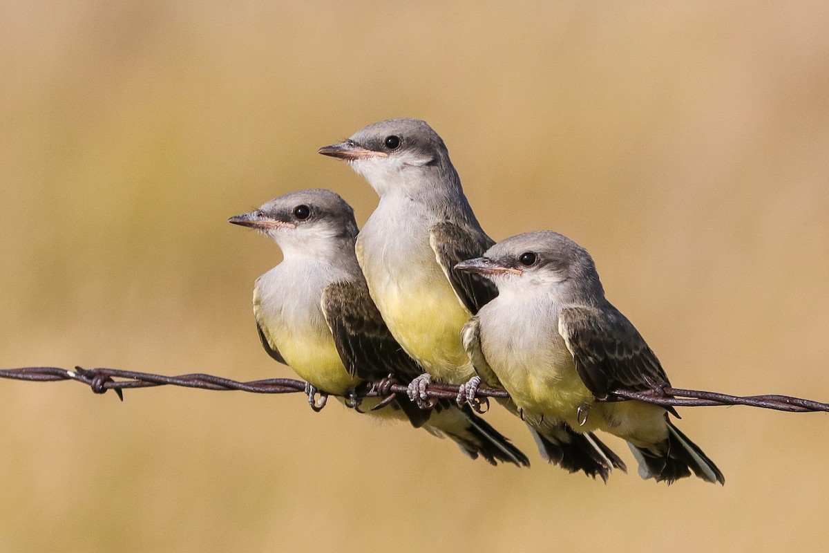 Western Kingbird - ML308664121