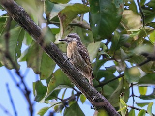  - Sulawesi Pygmy Woodpecker