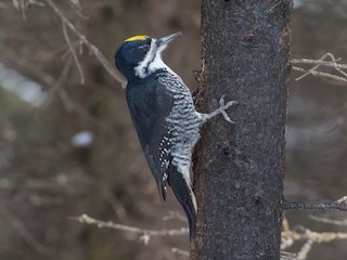  - Black-backed Woodpecker