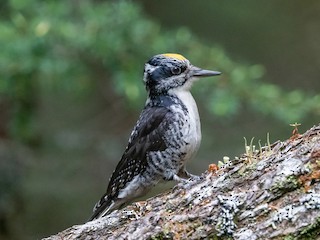 - American Three-toed Woodpecker