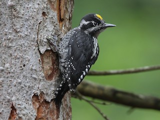  - Eurasian Three-toed Woodpecker