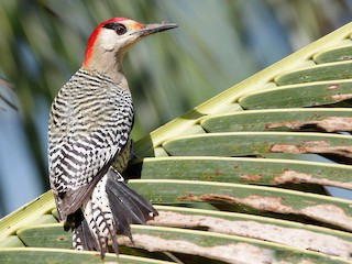  - West Indian Woodpecker