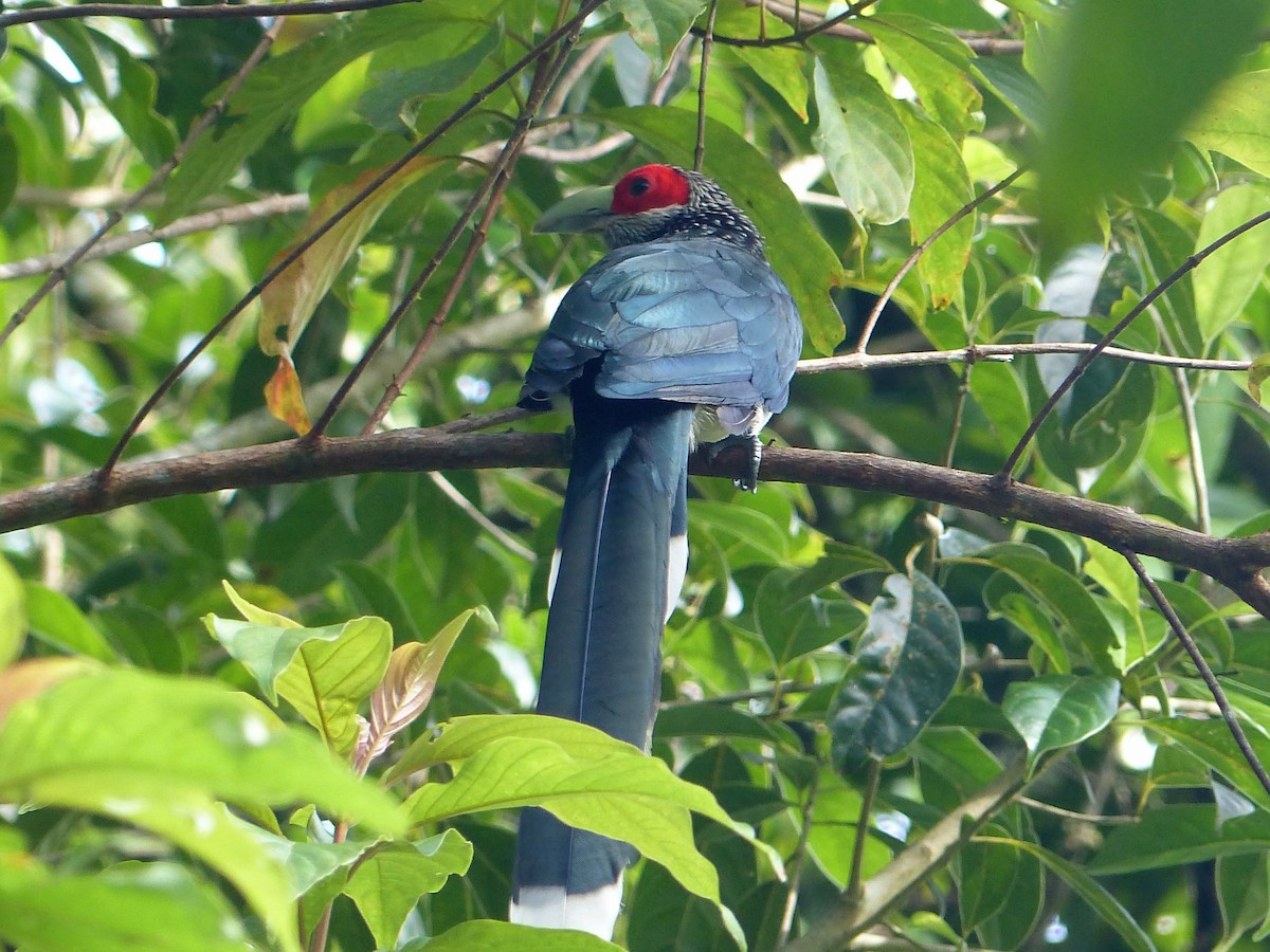 Red-faced Malkoha - ML308673581