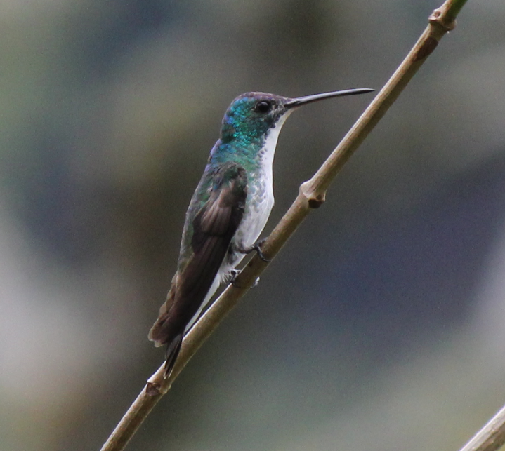 Andean Emerald - Jorge Eduardo Mariño Indaburu @SmartBirding