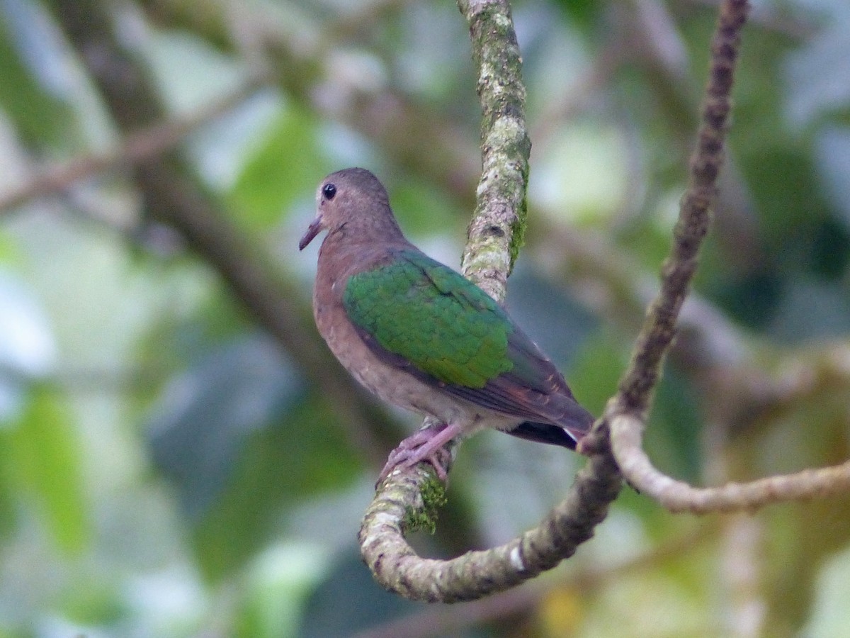 Asian Emerald Dove - ML308674151