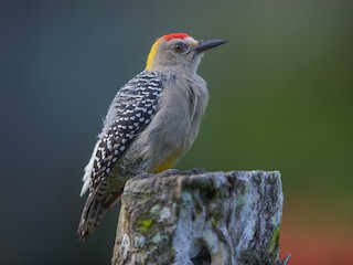  - Hoffmann's Woodpecker