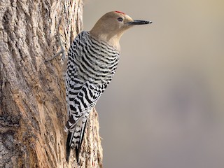  - Gila Woodpecker