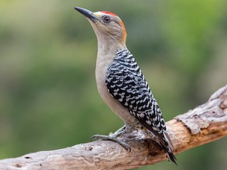  - Red-crowned Woodpecker