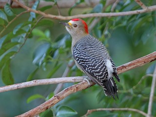  - Yucatan Woodpecker