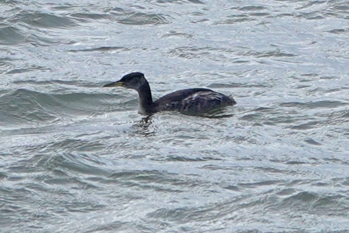 Red-necked Grebe - ML308676841