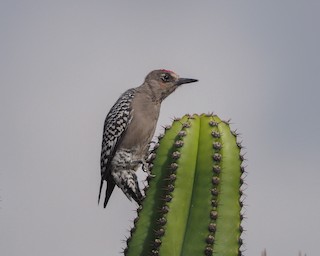  - Gray-breasted Woodpecker