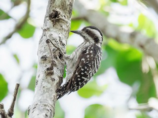  - Sunda Pygmy Woodpecker