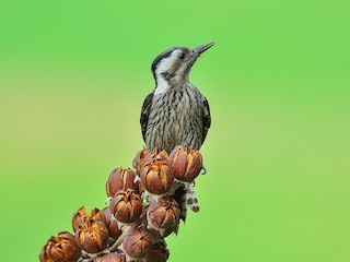  - Gray-capped Pygmy Woodpecker