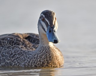 Pacific Black Duck, ML308680401