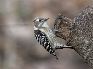  - Japanese Pygmy Woodpecker