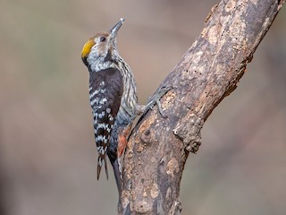  - Brown-fronted Woodpecker