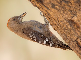  - Arabian Woodpecker