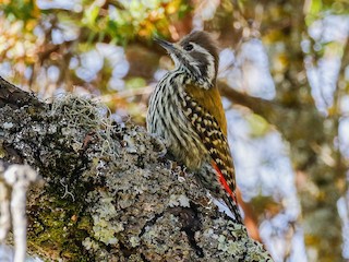  - Abyssinian Woodpecker