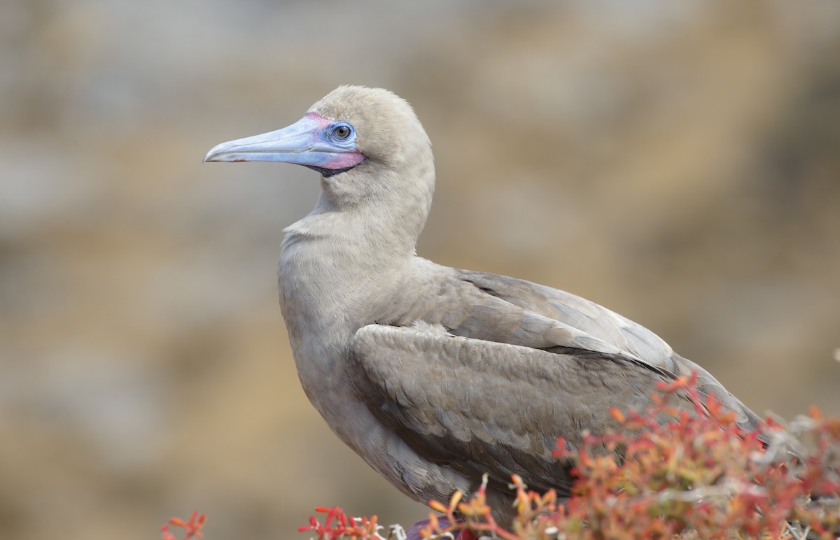 Red-footed Booby (Eastern Pacific) - ML308683871
