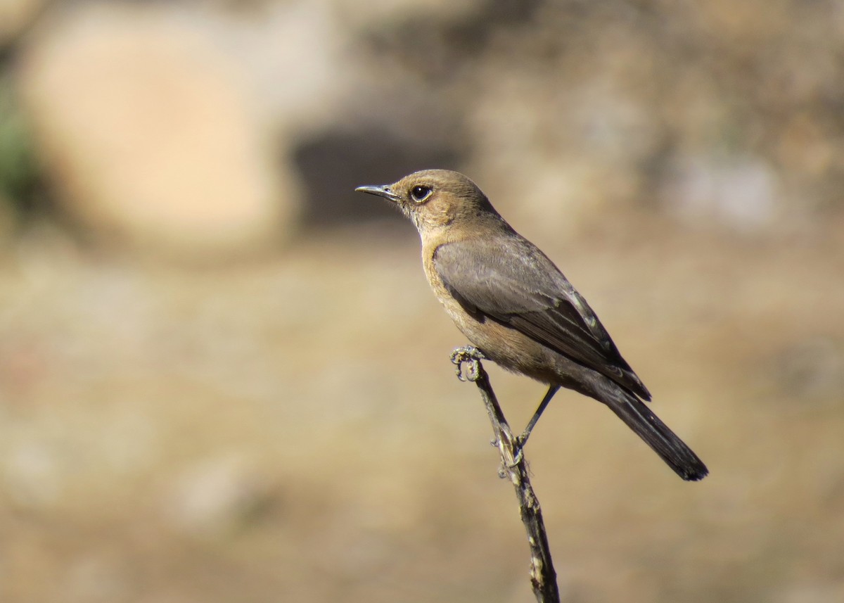 Brown Rock Chat - Mark Smiles