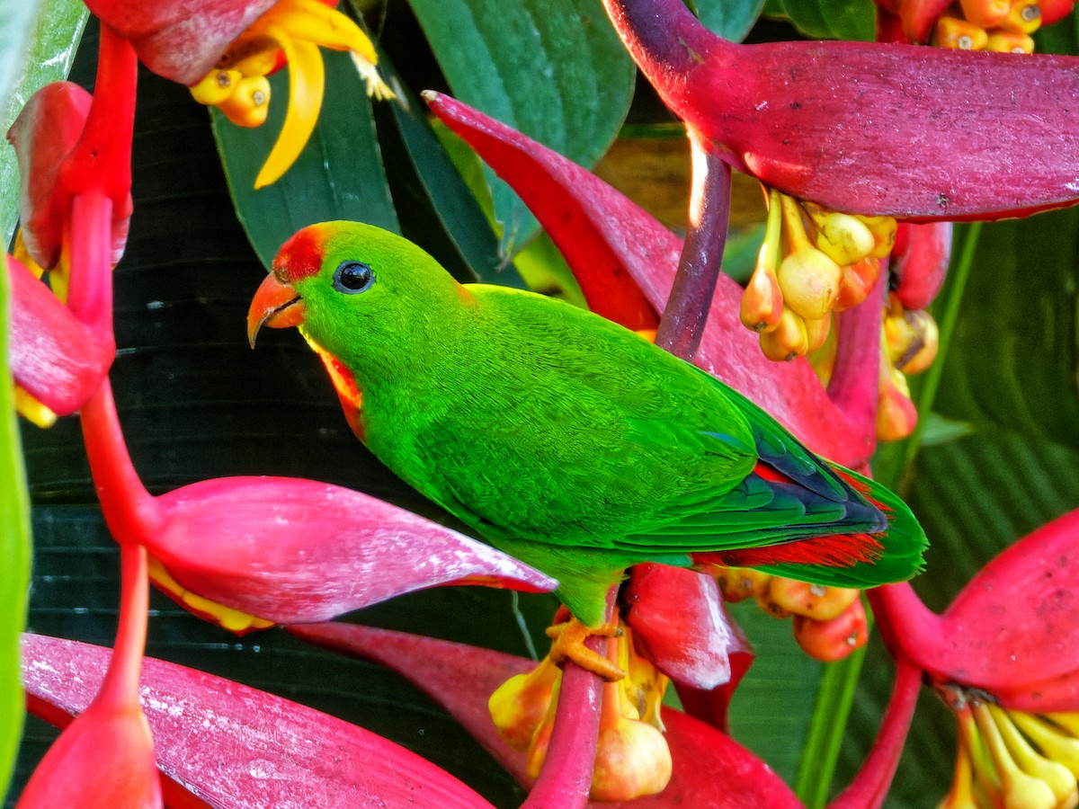 Filipin Cennet Papağanı - ML308686881