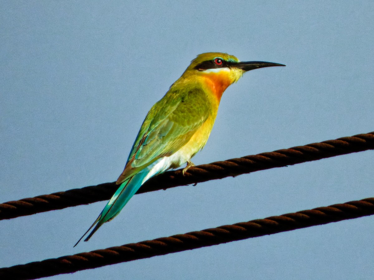 Blue-tailed Bee-eater - Ravi Iyengar