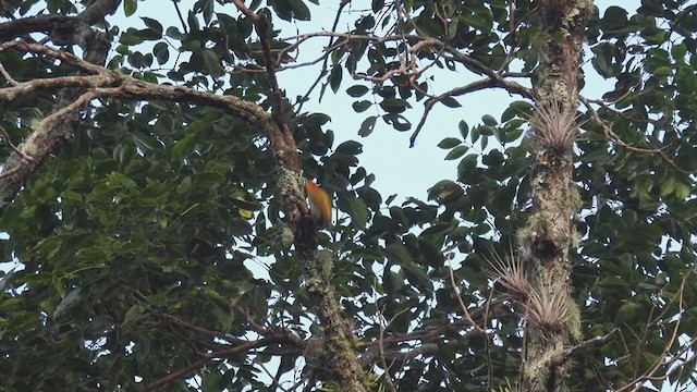 White-throated Woodpecker - ML308697031
