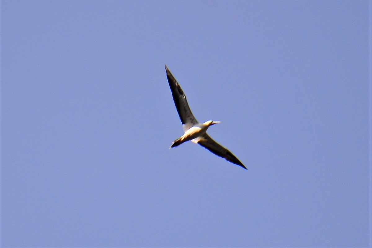 Red-footed Booby - 志彬 陳