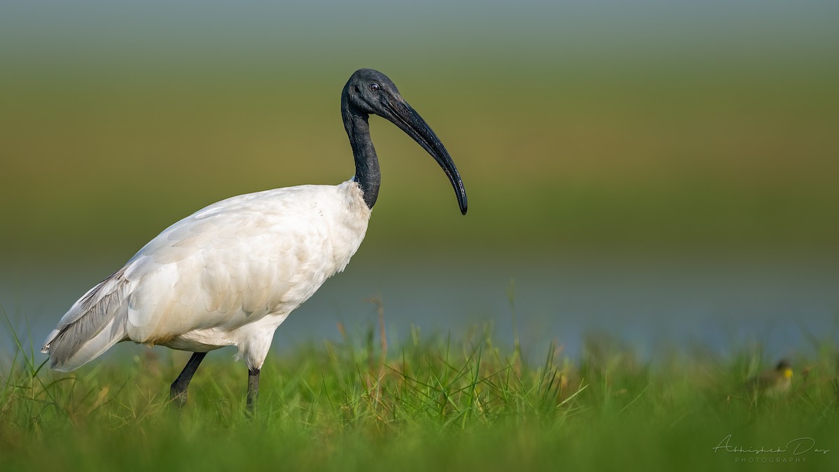 ibis černohlavý - ML308702541