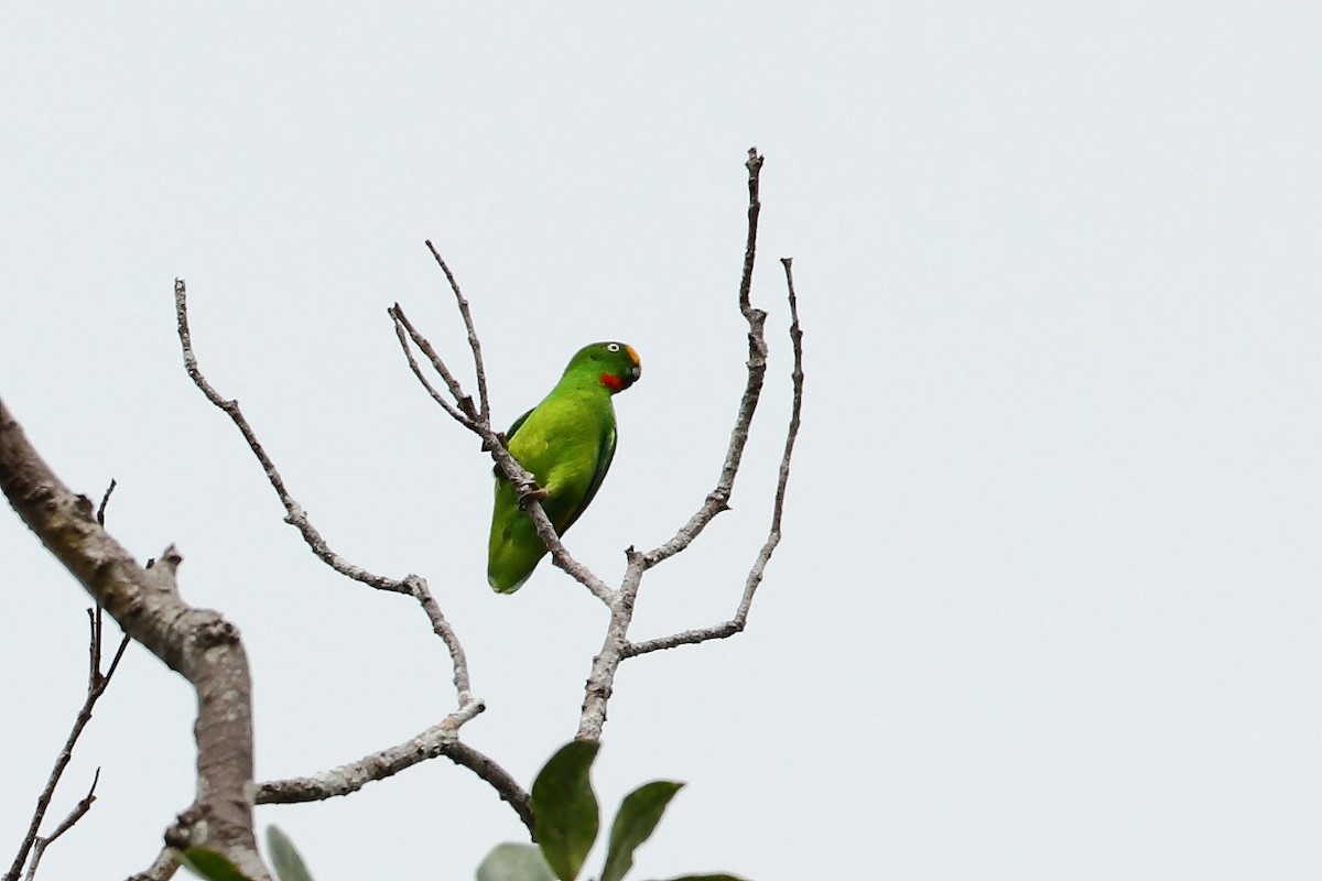 Papuan Hanging-Parrot - ML308702991