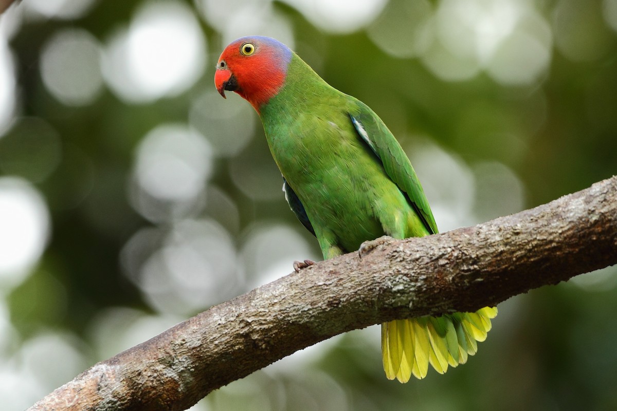 Red-cheeked Parrot - ML308703061