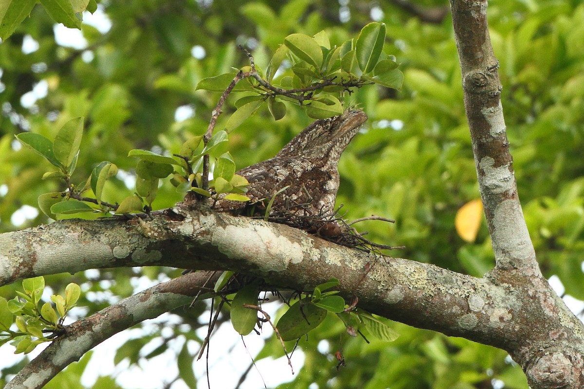 Marbled Frogmouth - ML308703301