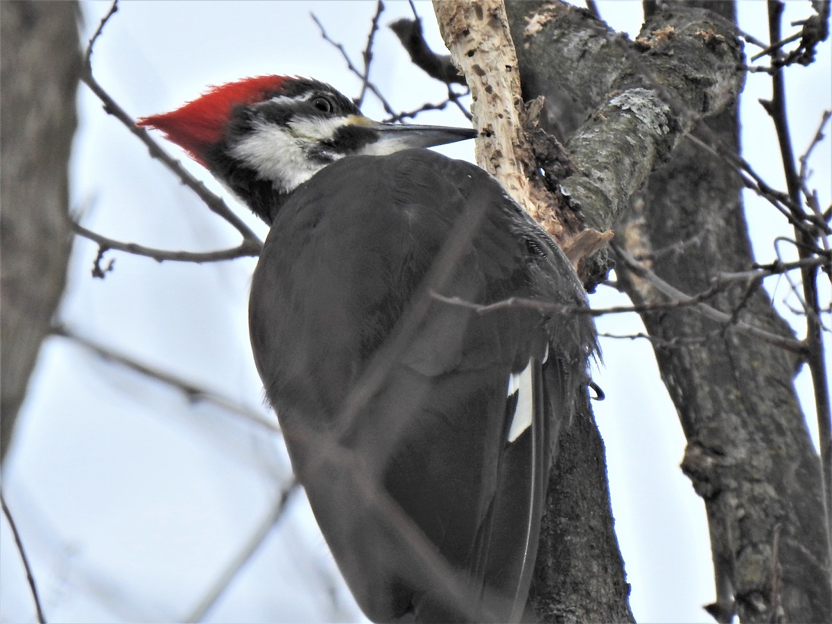 Pileated Woodpecker - Susan Brauning