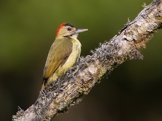  - Elliot's Woodpecker (Johnston's)