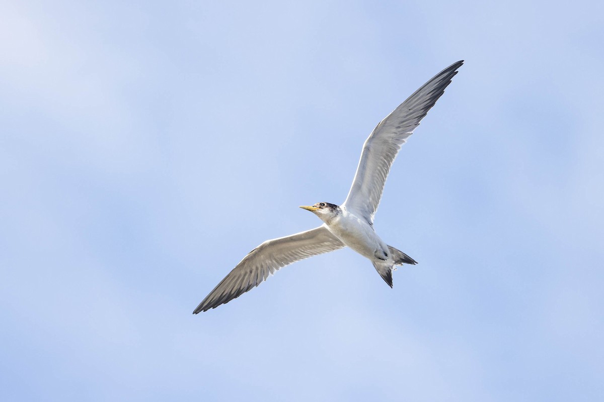 Great Crested Tern - Ged Tranter