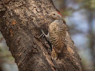  - Little Gray Woodpecker