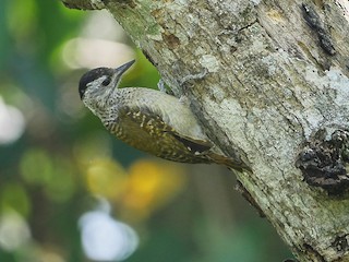  - Speckle-breasted Woodpecker