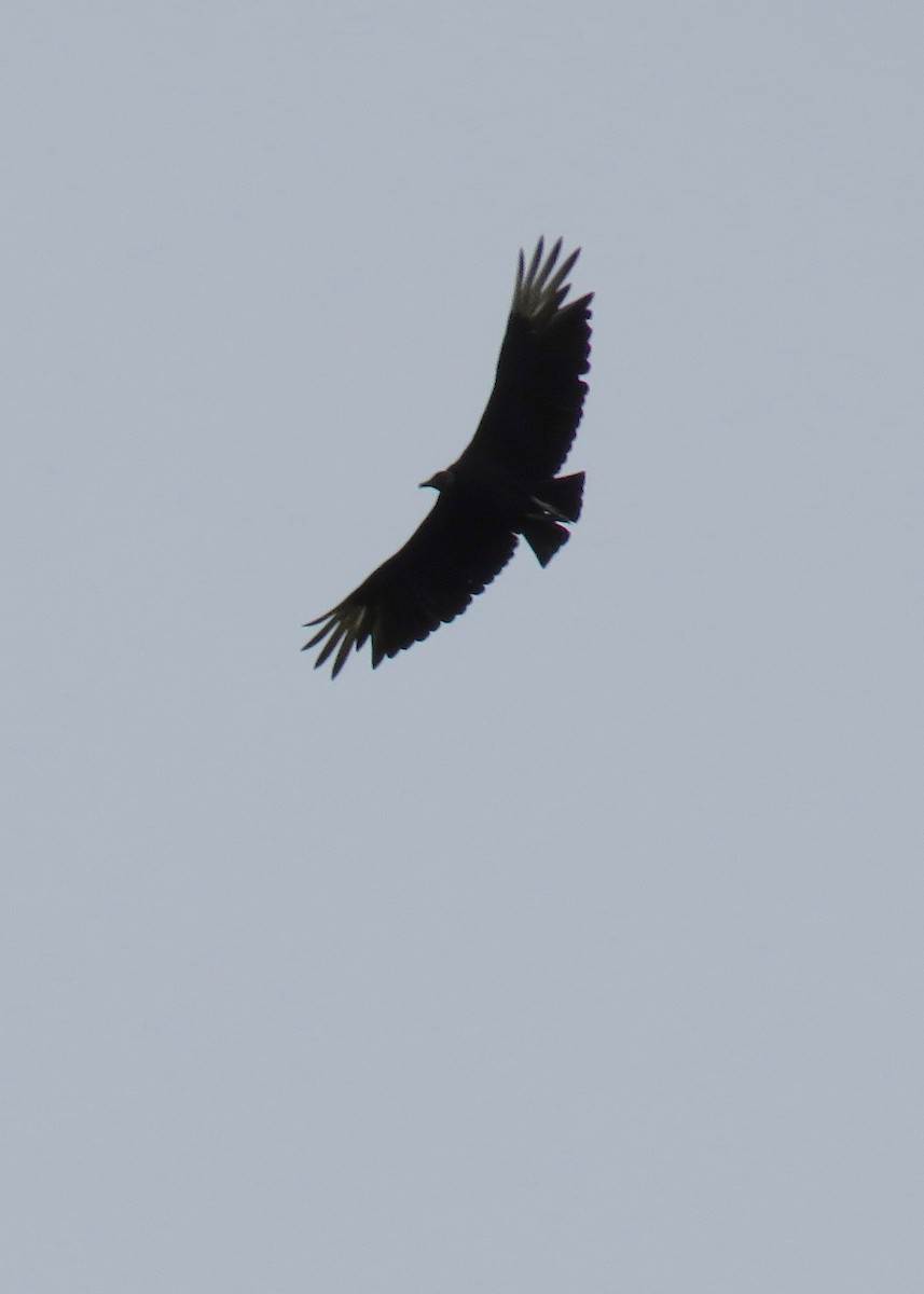 Black Vulture - Jon Cefus