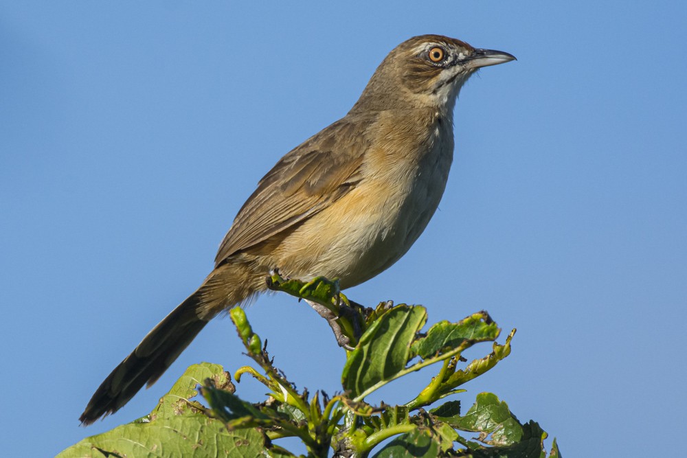 Moustached Grass-Warbler - ML308706671